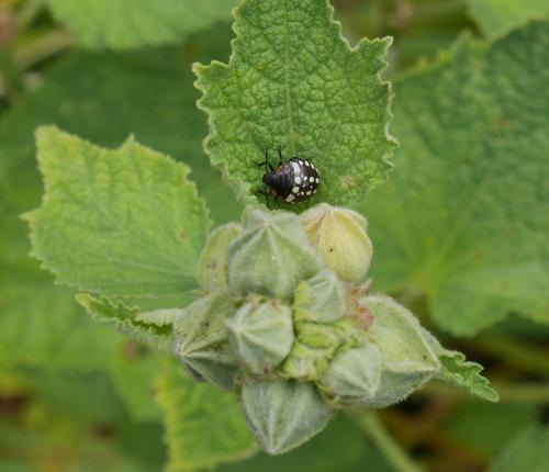 Réf. 346 022 : Nezara viridula